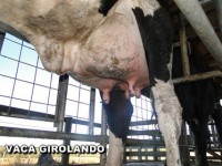 /album/vaca-girolando/vaca-girolando-4-jpg/